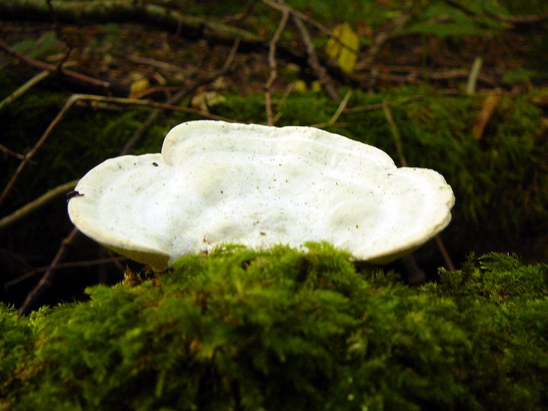 Trametes gibbosa